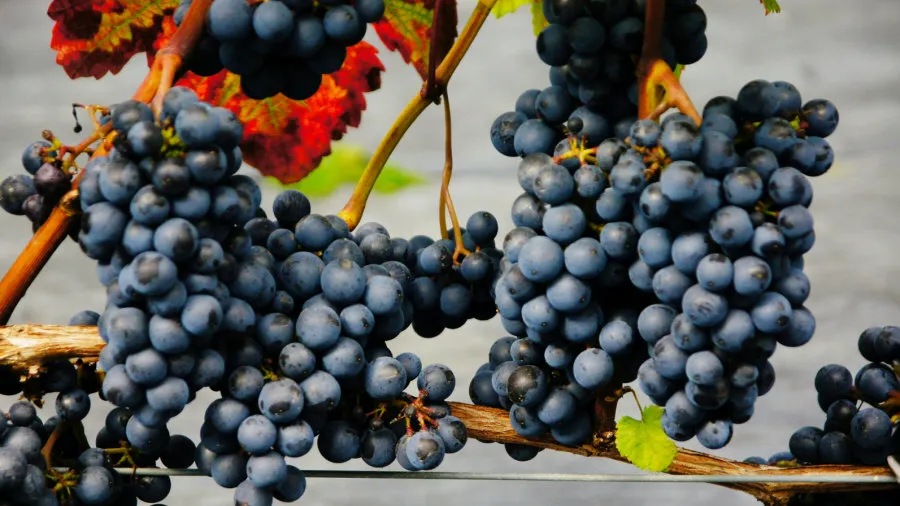 Krzewiński Beerenstrauch-Gärtnerei Großhandel 05