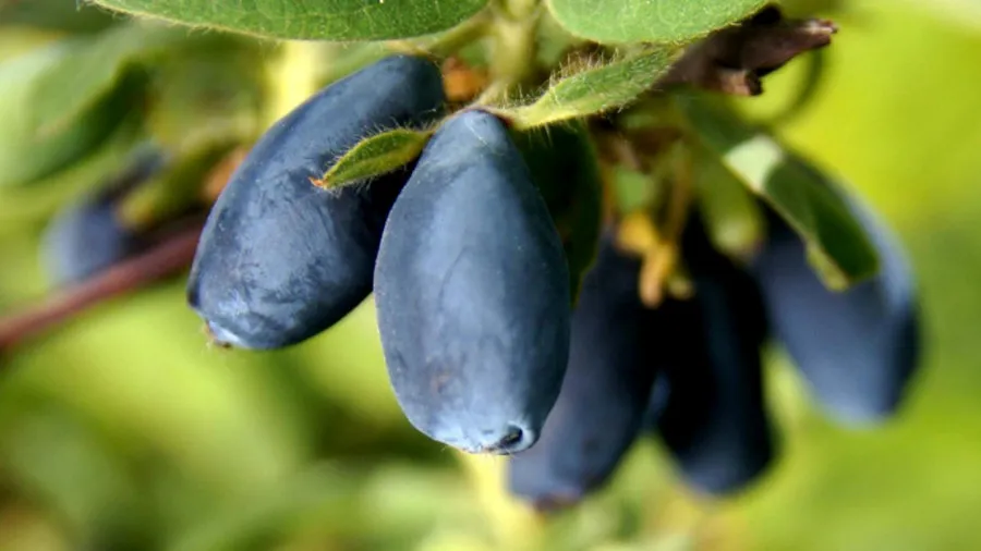 Krzewiński Beerenstrauch-Gärtnerei Großhandel 10