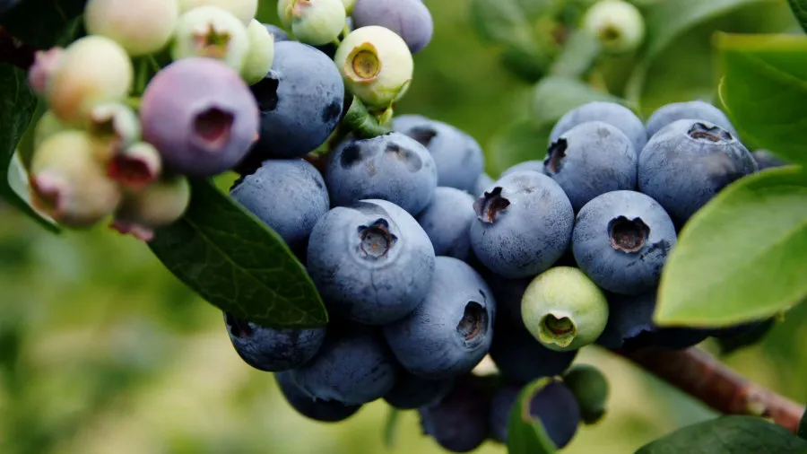 Reifende amerikanische Heidelbeeren