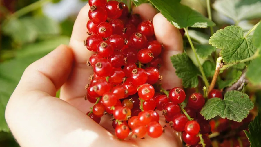 Ernte roter Johannisbeeren vom Strauch