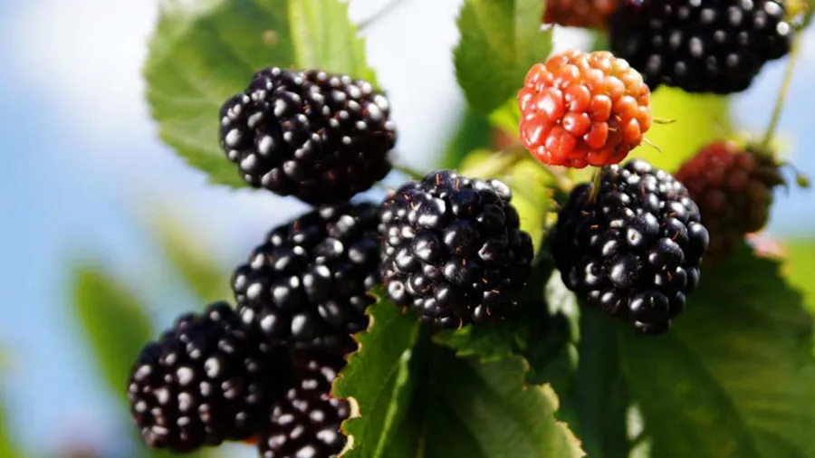 Reife Brombeeren