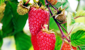 Lizenzierte Gärtnerei für den Anbau von Himbeeren, Erdbeeren, Brombeeren, Johannisbeeren