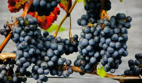 Krzewiński Beerenstrauch-Gärtnerei Großhandel - img 06