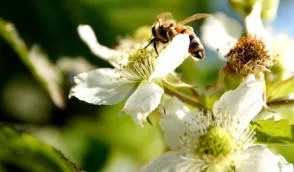 Krzewiński Beerenstrauch-Gärtnerei Großhandel - Bild 12