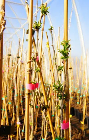 Krzewiński Beerenstrauch-Gärtnerei Großhandel - Bild 14